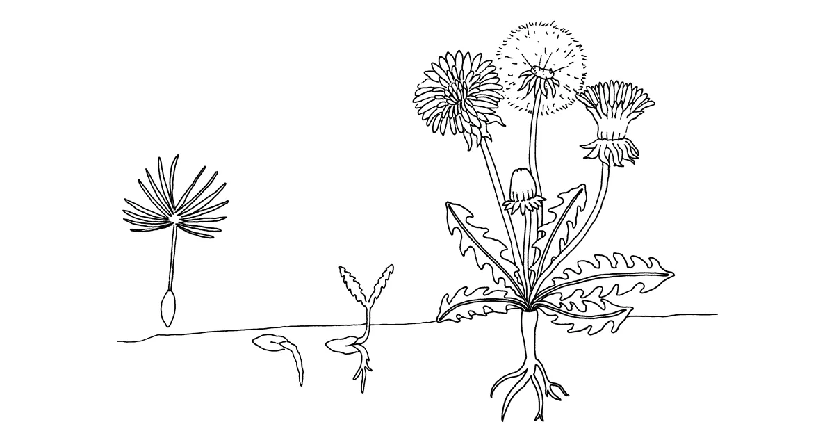  Vom Samen zur Pflanze - Seebauer Kinderwelt Motiv 